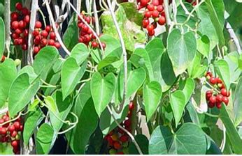 Makabuhay Herbal Medicine, Health Benefits, Side Effects, .